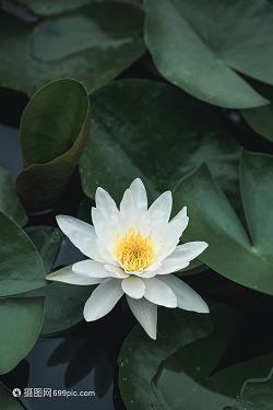 打狗欺主
