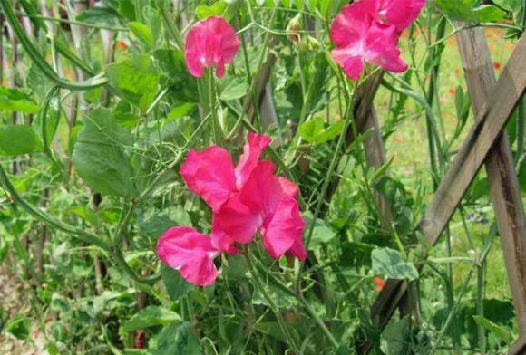 柳暗花明又一村