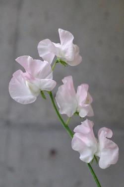 穷阎漏屋