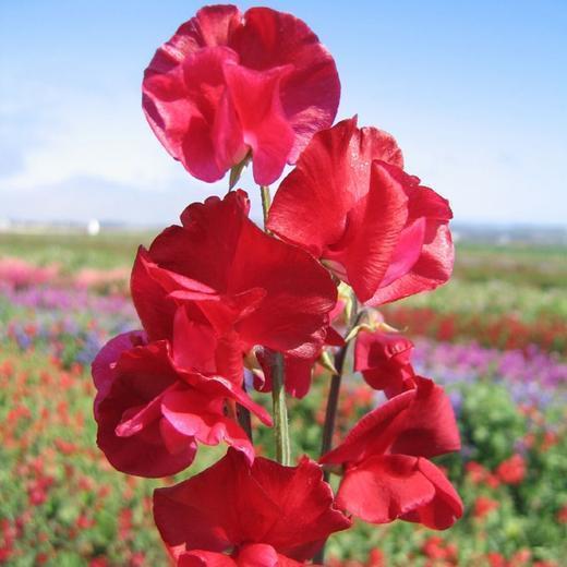 厉声高叫