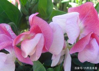 白往黑归