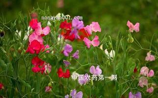 原配霸气骂小三的话 骂小三的话越毒越好(精选72句)