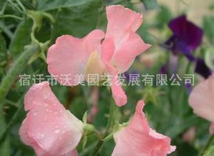 2022疫情加油励志语 西安疫情朋友圈最暖心的话