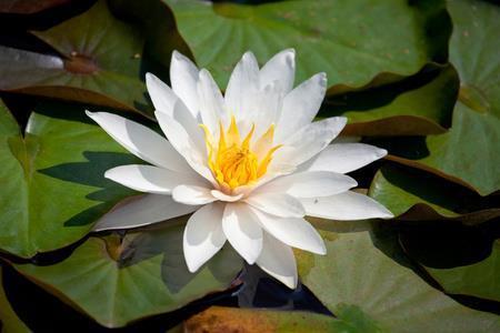 披沥肝胆