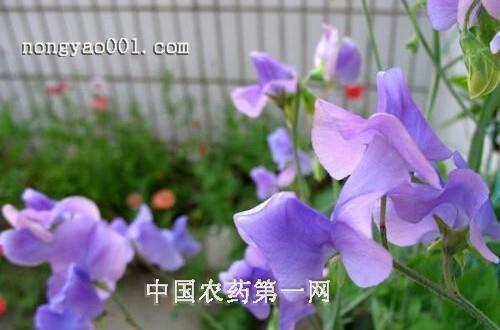 孤独寂寞个性签名