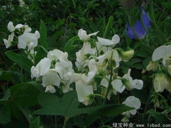 姐妹在一起的说说41句
