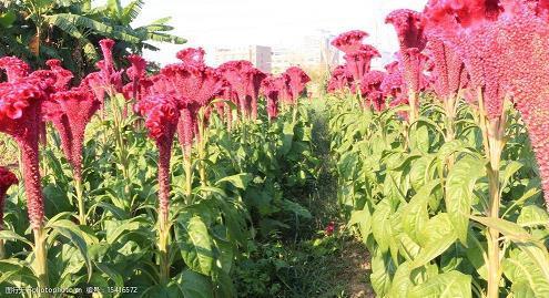 朱自清写景散文优美句子摘抄汇编34句