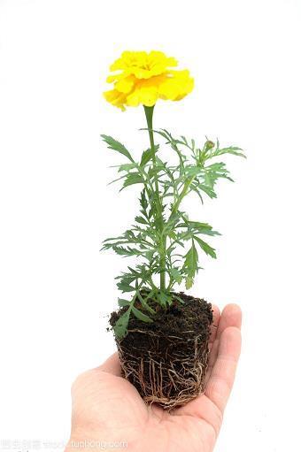 茶饭不思