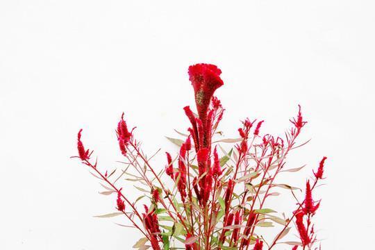 春节拜年朋友圈唯美文案