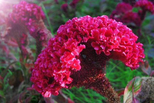 312关于植树节的心情说说 2022植树节朋友圈说说大全