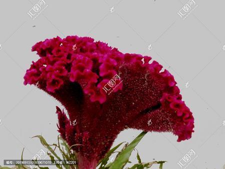 母亲节寄语唯美短 母亲节快乐祝福短句