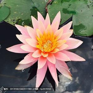 黑社会拽拽的qq个性签名(48句)