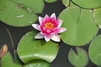 最新清明节优美短句