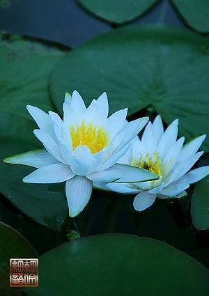 早春樱花的唯美短句 樱花句子唯美文案精选71句
