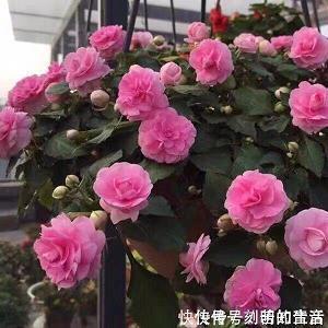 关于早安的励志句子(63句)