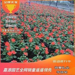 超级暖心幸福的情侣个性签名 少女她十分璀璨