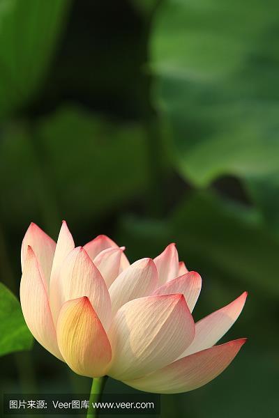 轻怜疼惜