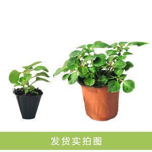 朋友圈七夕祝福语温馨(精选99句)