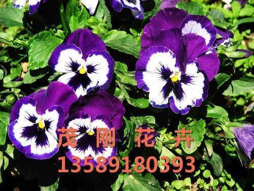 一言中的