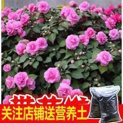 阿狸桃子情侣个性签名