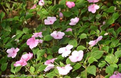 霸气女王范微信个性签名女生
