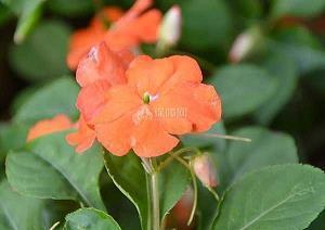 中秋节朋友圈搞笑说说(精选38句)