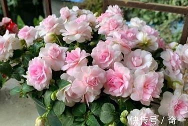 最新2021平安夜句子大全(精选88句)
