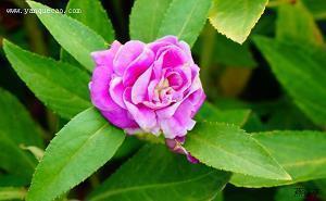 年适合发朋友圈的说说句子 过年发朋友圈句子(精选14句)