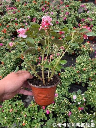 最甜蜜的求婚表白语句
