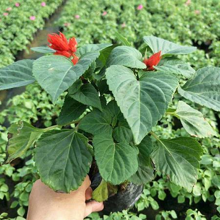 消防安全宣传标语条幅 防火宣传条幅标语