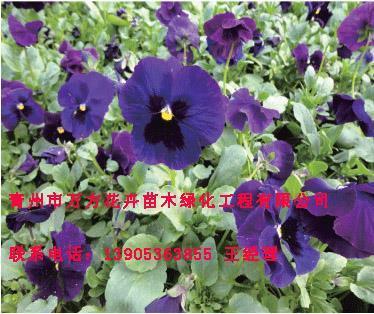 赤绳系足