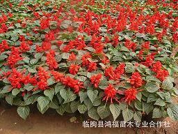 海棠花开朋友圈说说 拍海棠花发朋友圈的汇总63句