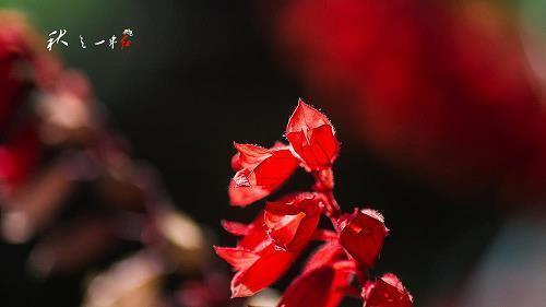 母亲节送给母亲的祝福语 母亲节送婆婆祝福语汇总76句