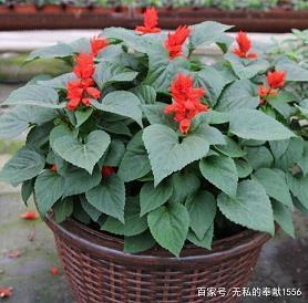激励自己高考努力的句子推荐67句