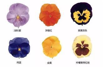 狼号鬼哭