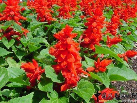 最虐心的句子说说19句，句句戳中泪点