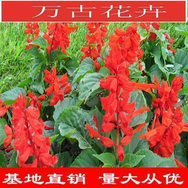形容夏天的句子