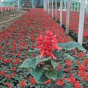 春节七言对联带横批100副