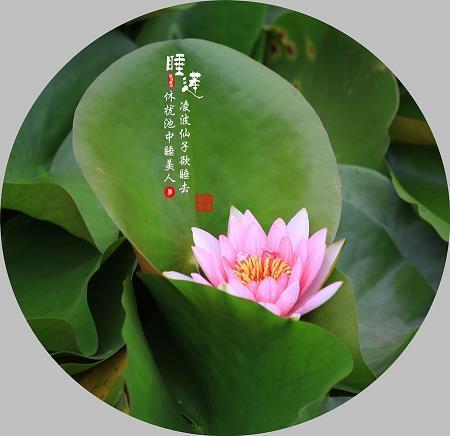 怒容可掬