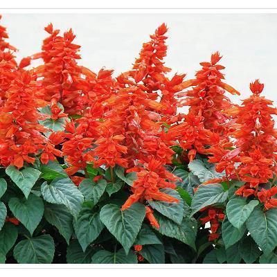 三八妇女节朋友圈温馨文案