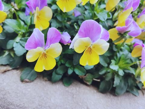 不知起倒