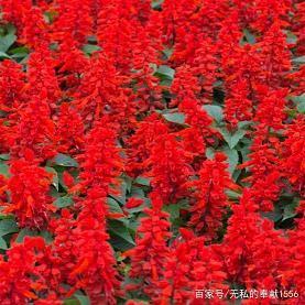 最新情人早安问候句子摘抄 形容情人早安问候的说说大全46句