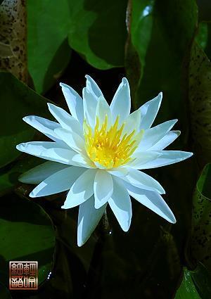 令人瞩目