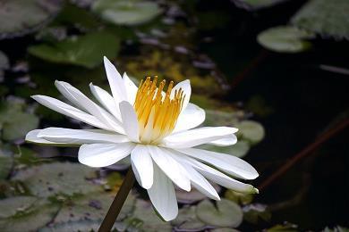 言类悬河