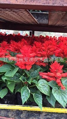 元宵节快乐说说超级暖心文案祝福语