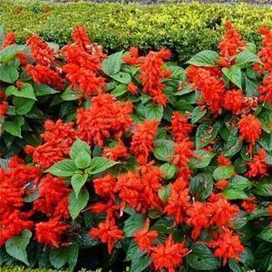 护士节快乐说说经典大全 512护士节文案(精选23句)