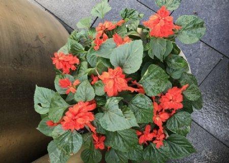 接到手捧花朋友圈说说 关于接到手捧花的说说