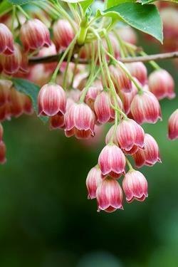 关于油菜花开了的唯美说说句子
