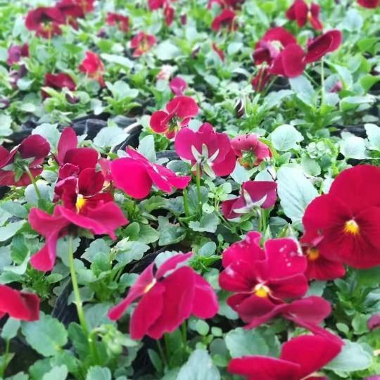风移俗易