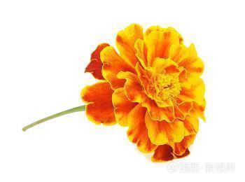 伤感说说：曾经发了疯的想，如今拼了命的忘